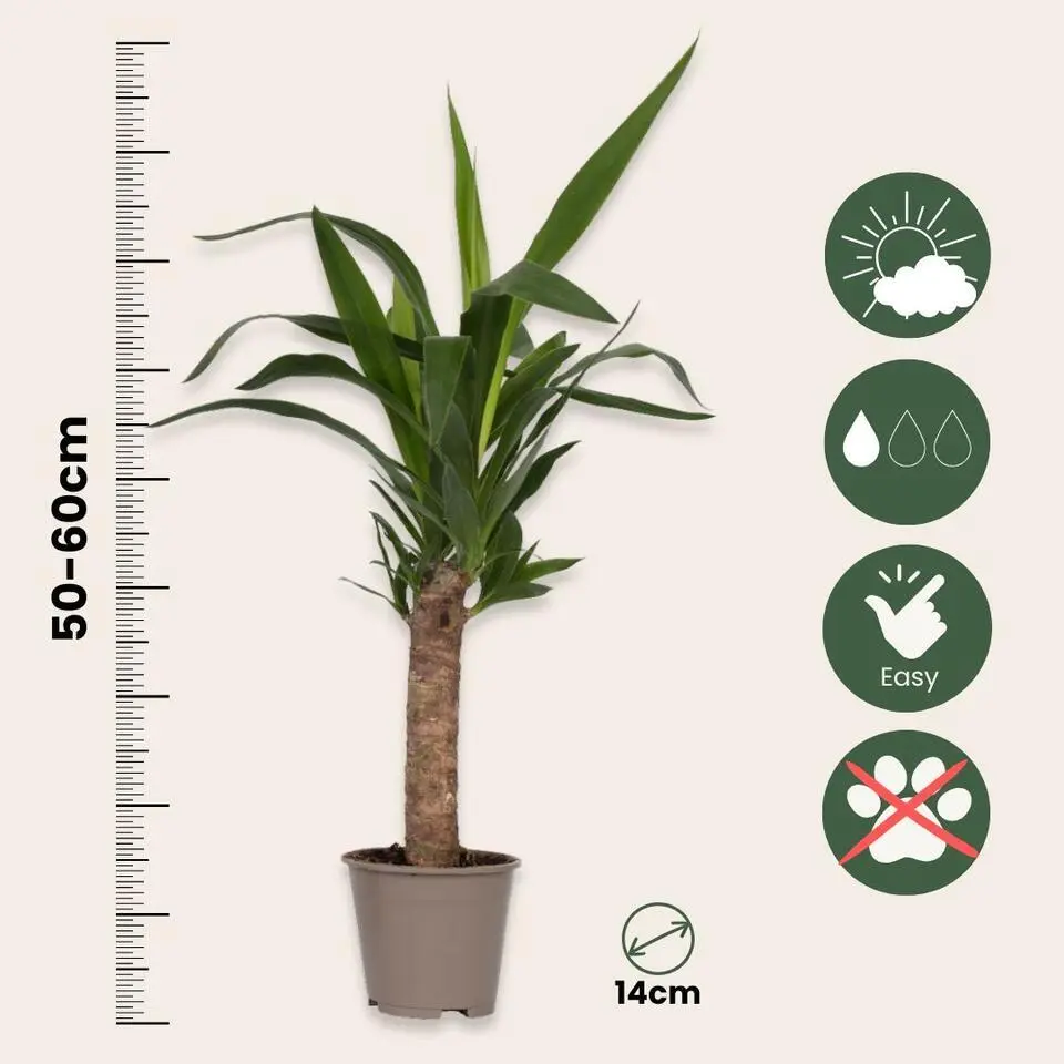 Palmlelie - Yucca elephantipes - Hoogte 50-60cm - ⌀14cm