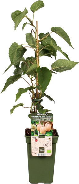 Kiwi (Actinidia chinensis 'Huwelijk') D 19 H 50 cm