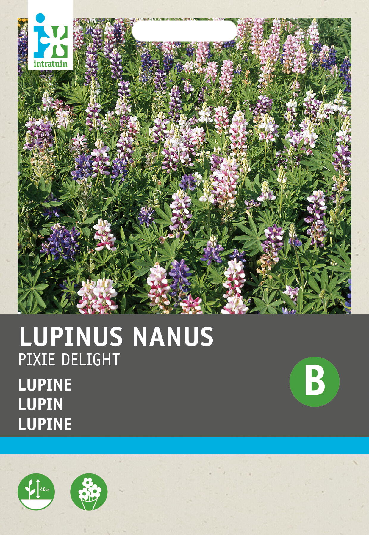 Intratuin groentezaad Lupine (Lupinus nanus 'Pixie Delight')