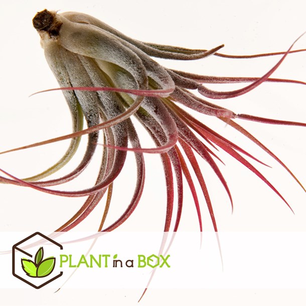 Mélange de tillandsia - lot de 5