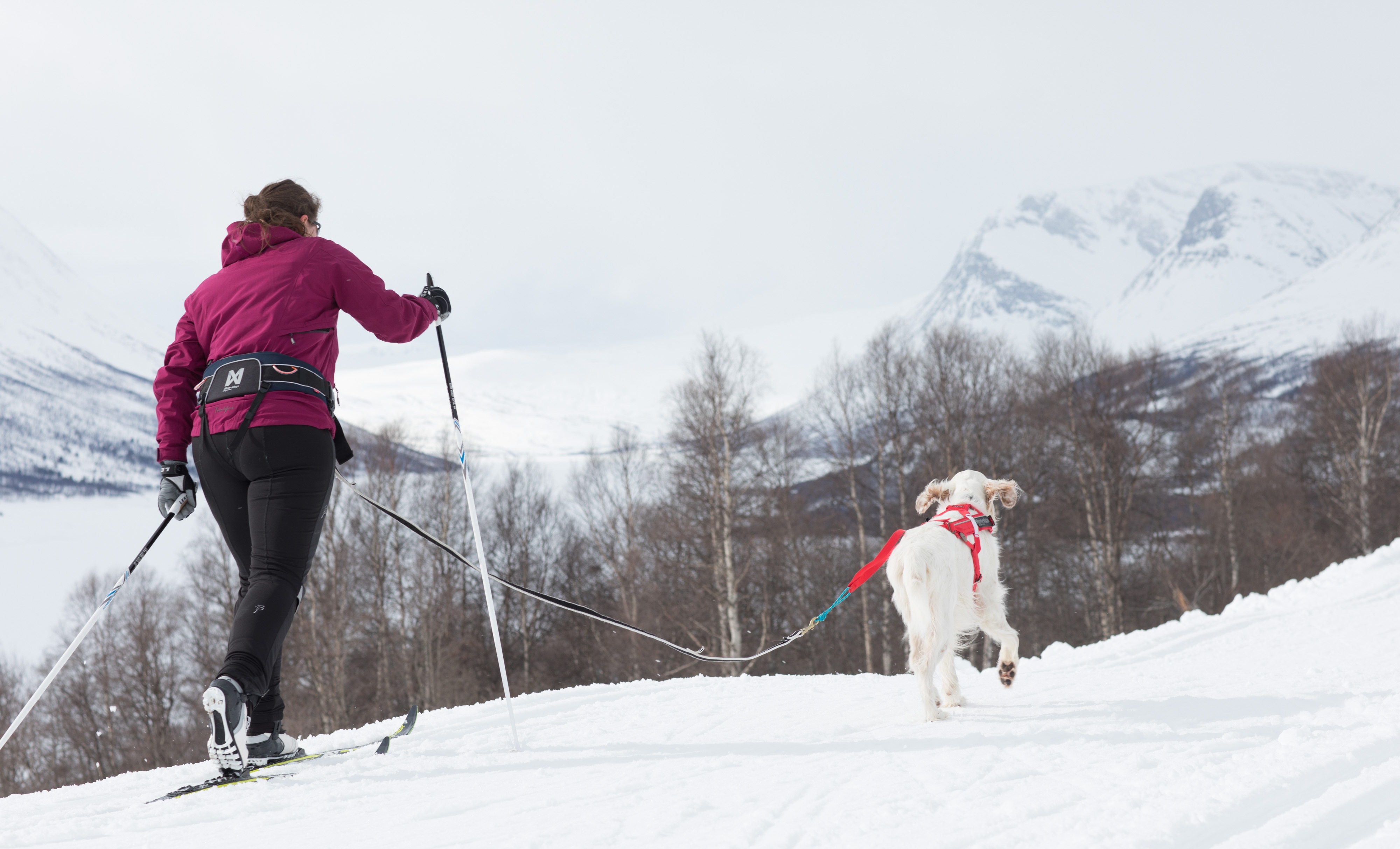 Kjøp Non-Stop Dogwear Touring Bungee Leash fra Hekta på tur!