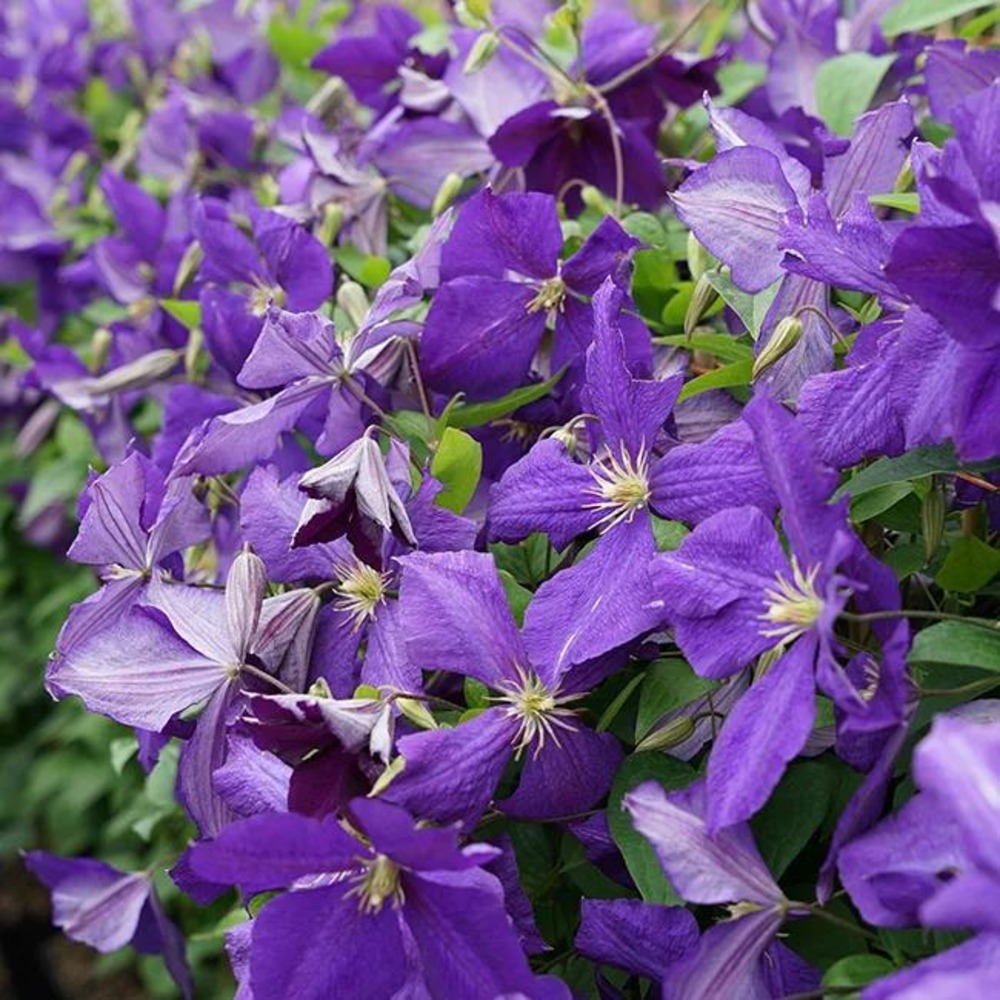 Clématite 'jackmanii' - clematis 1,5l