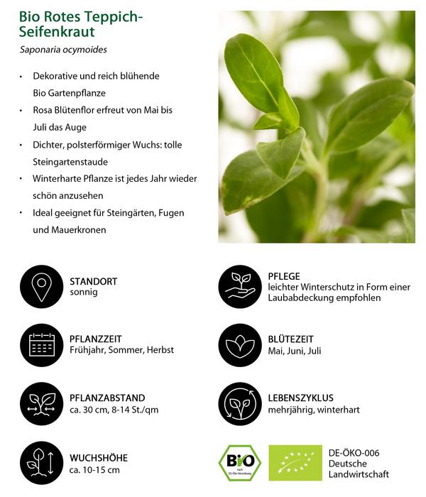 Bio Rotes Teppich-Seifenkraut
