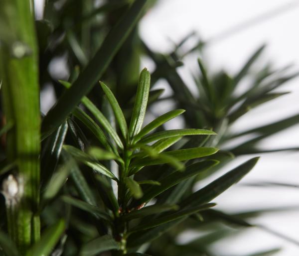 Säulen-Eibe 'Fastigiata Robusta'