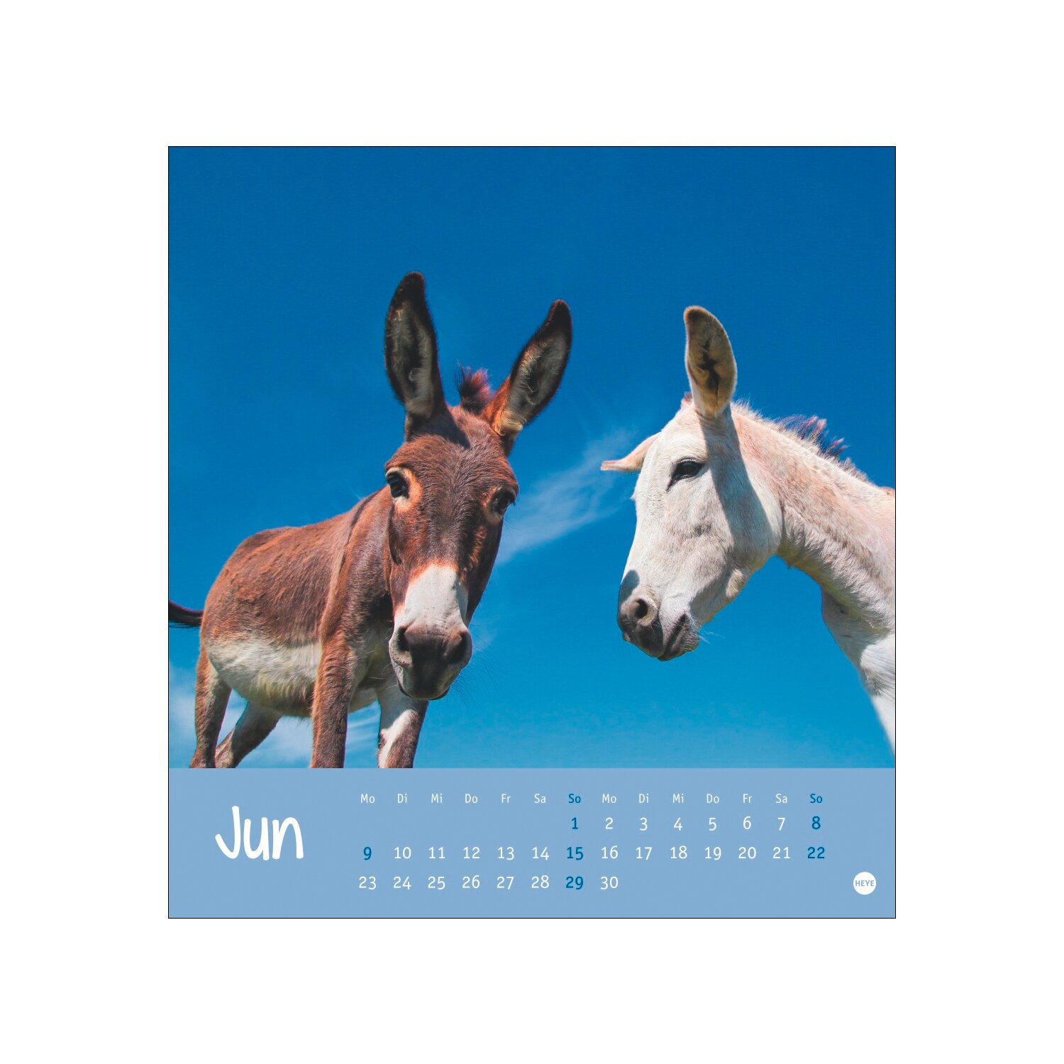 Postkartenkalender Esel 2025