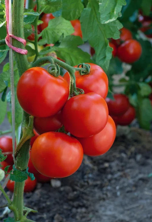 All Nature Solanum lycopersicum 'Elin' Tomat 'Elin' Ø10,5 cm