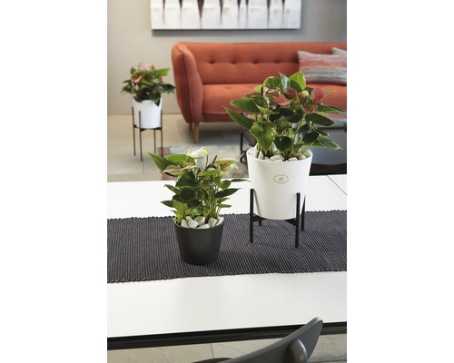 Soendgen Dallas Esprit keramische plantenbak, Ø12 cm, H 9 cm, antraciet