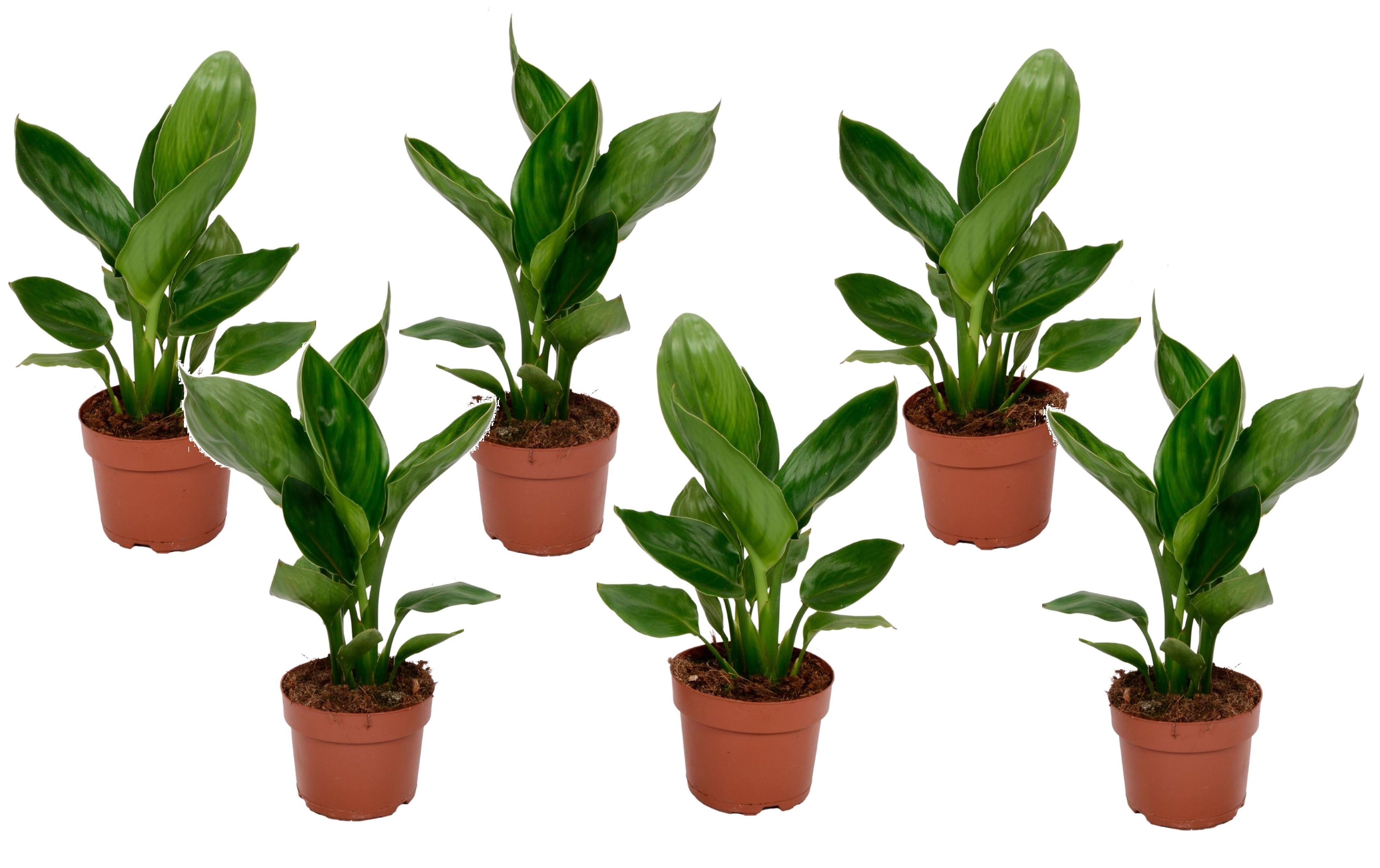 Strelitzia reginea - set de 6 - pot 9cm - hauteur 25-40cm