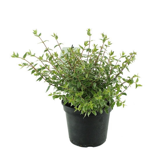 Abelia x grandiflora 'Lucky Lots ® :conteneur 5 litres
