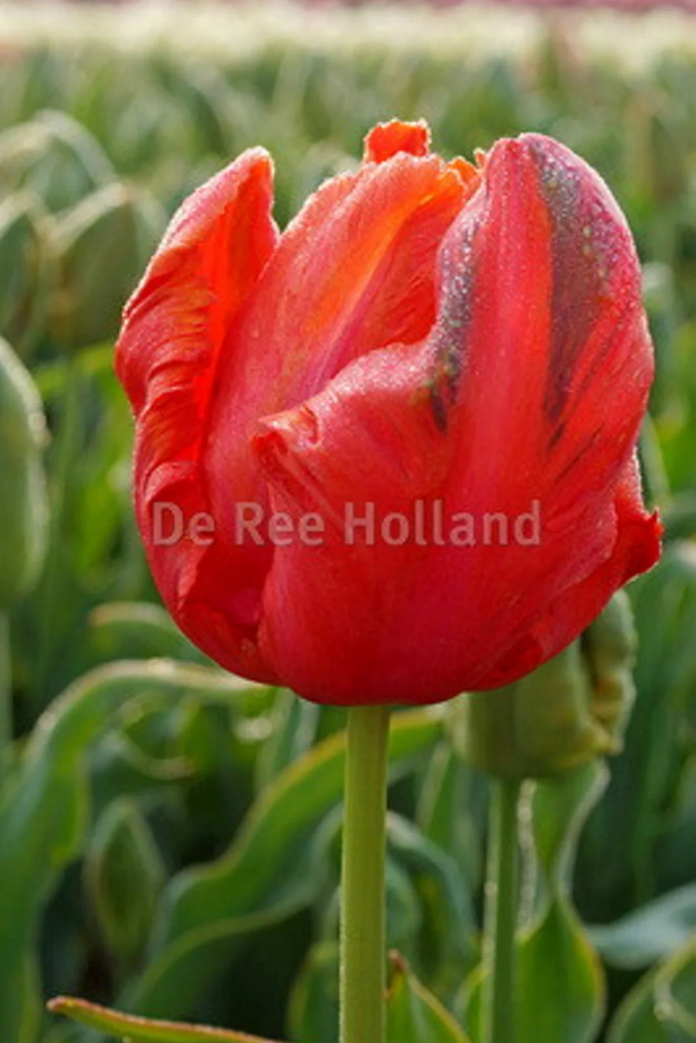 Tulipa gesneriana (Parrot Tulip-Group) 'Avignon Parrot' Papegøyetulipan 'Avignon Parrot'