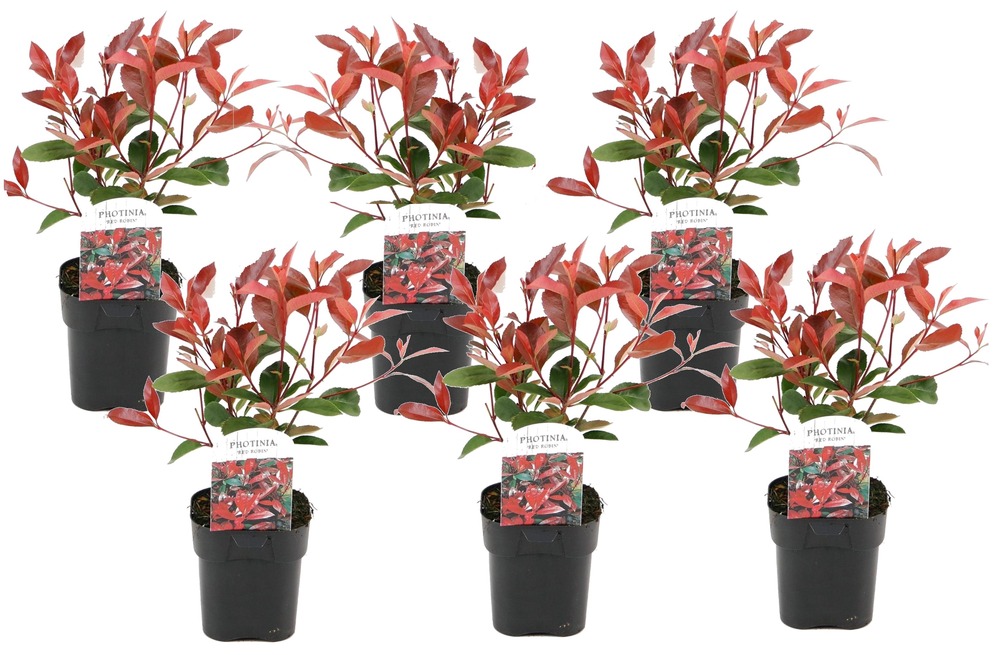 Photinia fraseri red robin - set de 6 - pot 17cm - hauteur 30-40cm