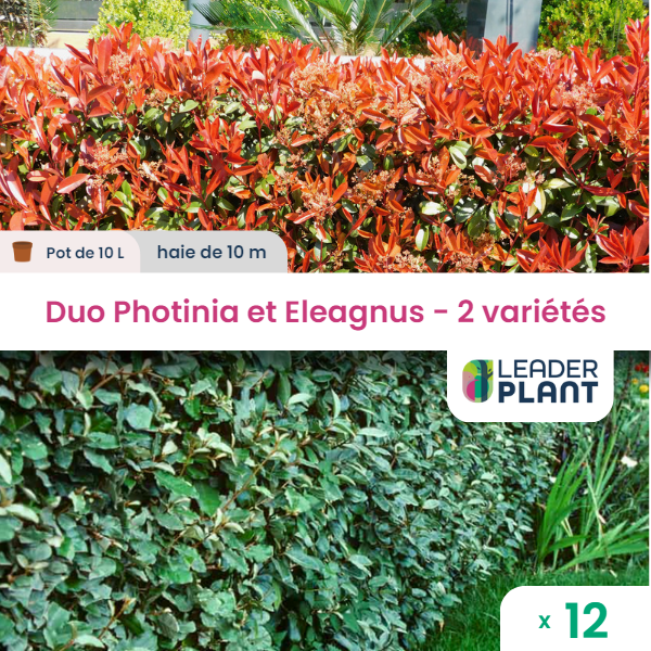 Duo de lauriers rouge et argent - 2 variétés - lot de 12 plants en pot de 10 l