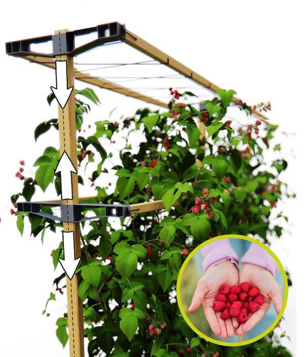Gusta Garden Beeren-Rankhilfe Berry Buddy, ca.