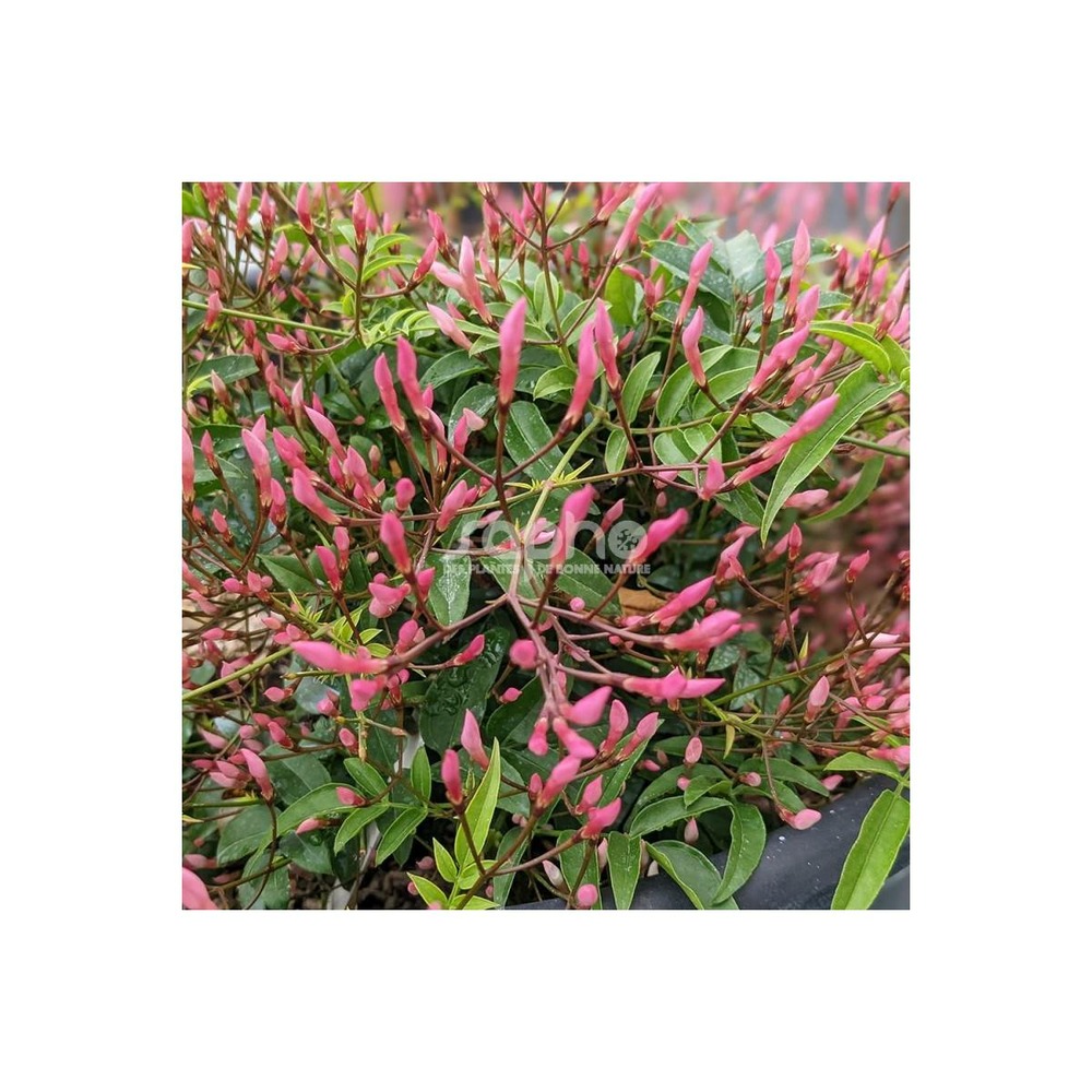 Jasmin starry® night 'mormin1201'/jasminum starry® night 'mormin1201'[-]godet - 5/20 cm