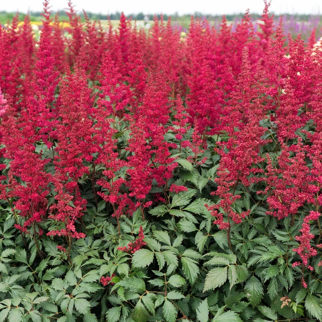 Astilbe (Andresii-Group) 'Fanal' Arendspir  'Fanal' Ø11 cm