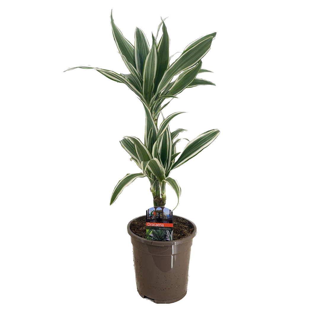 Dracaena deremensis - white stripe - pot 17cm - hauteur 60-70cm