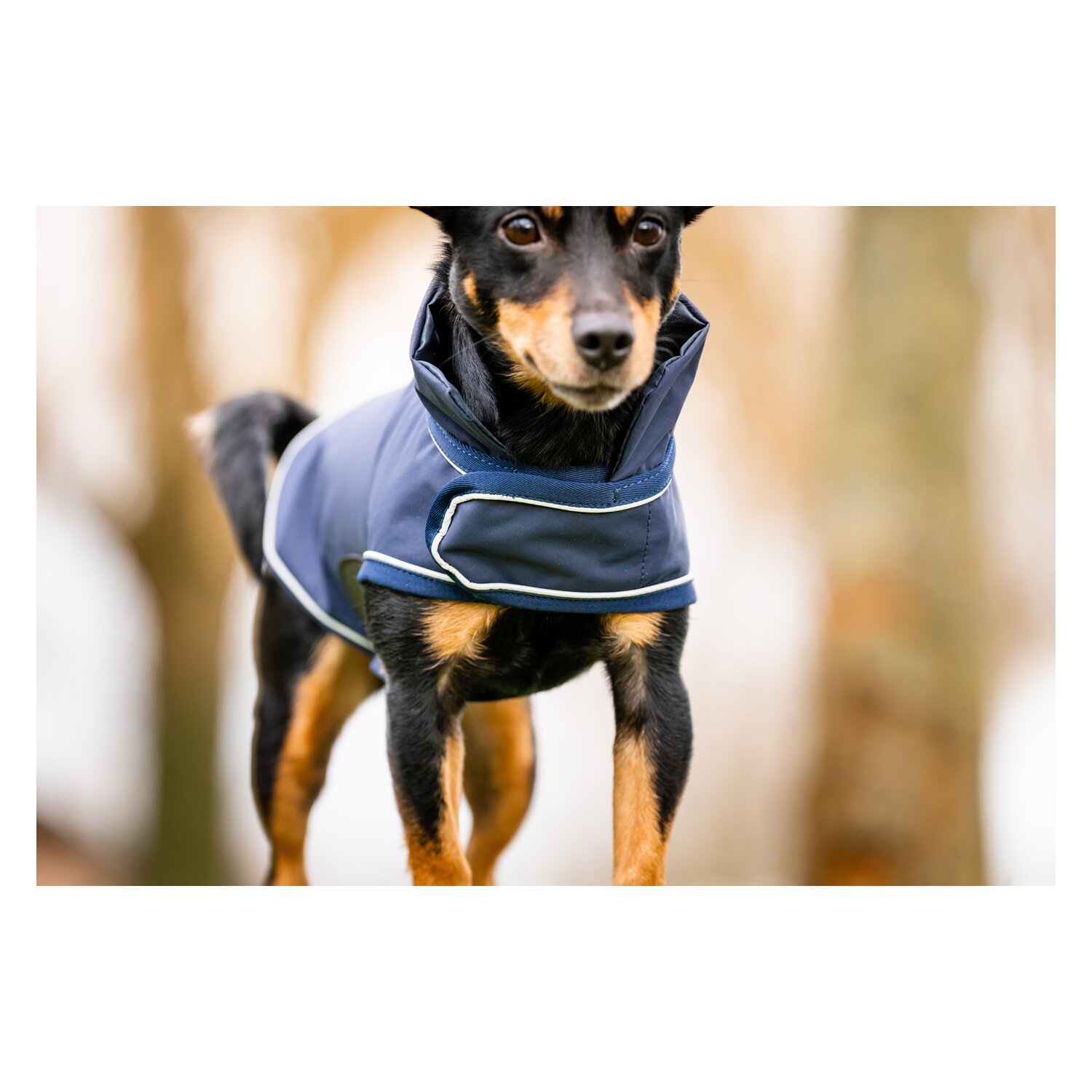HORSEWARE Hunde-Regenmantel - navy