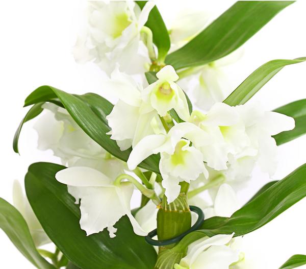Trauben-Orchidee - Dendrobium nobile
