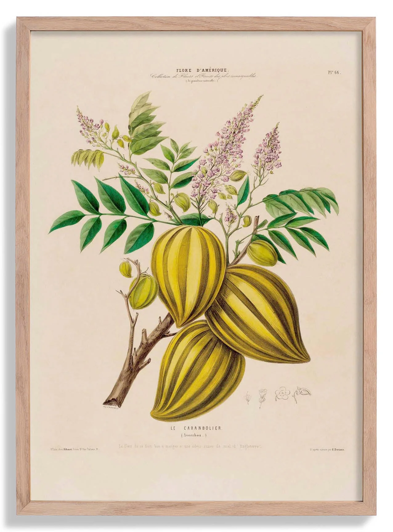 Le Caranbolier
