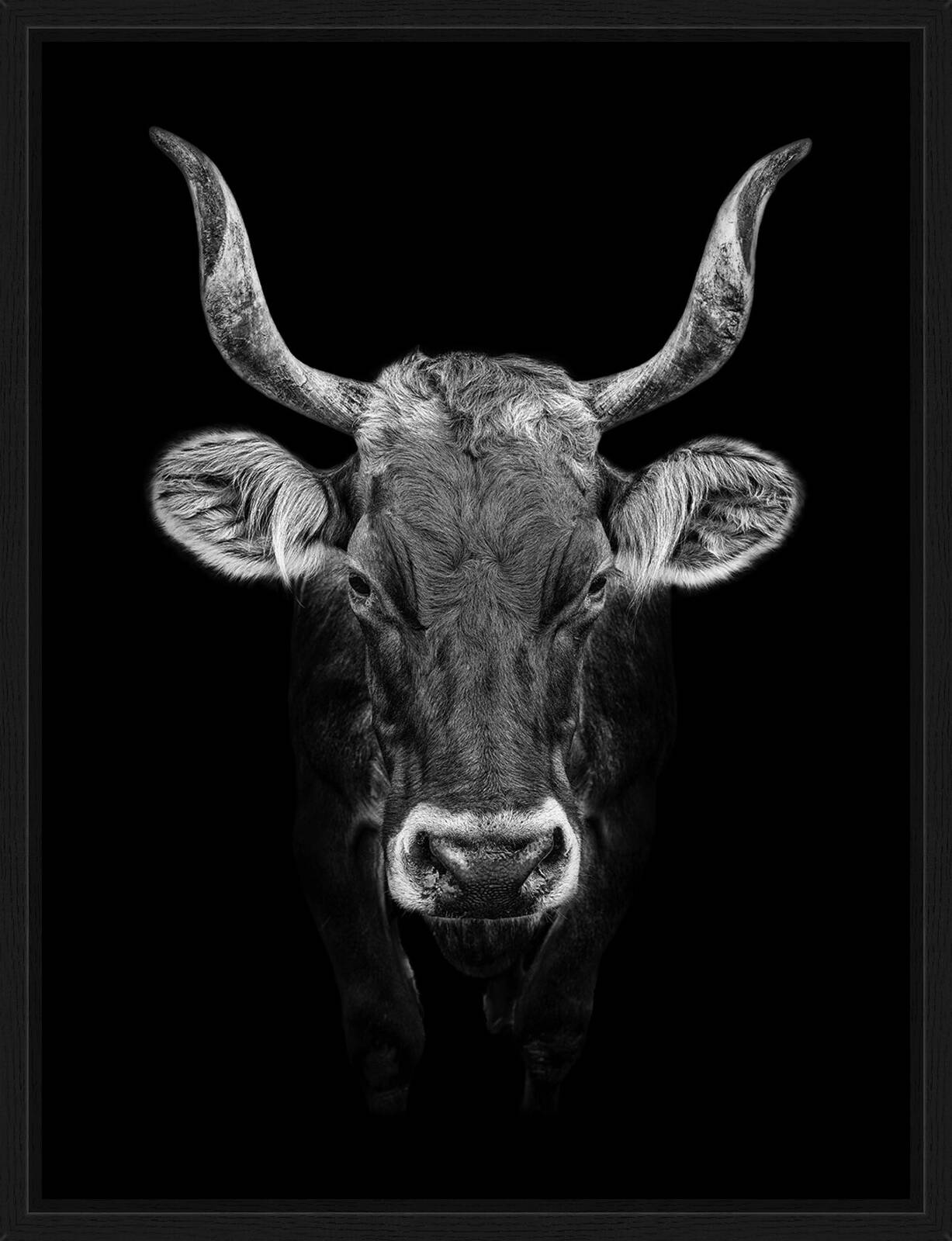 Viva by Claudio Gotsch - Limited Edition. Edition of: 150. Signed.