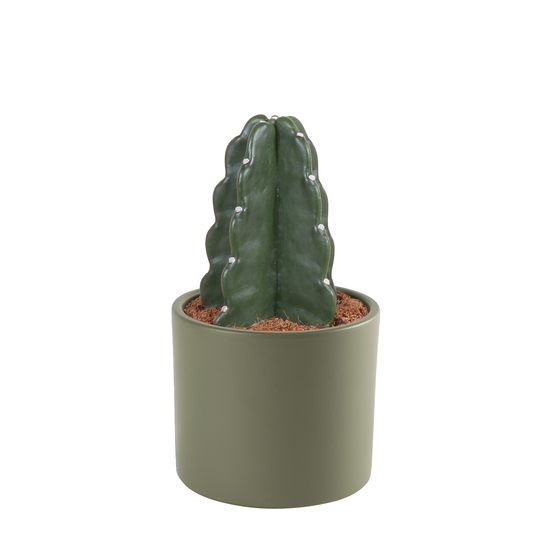 Cactus Cuddly - pot D12cm