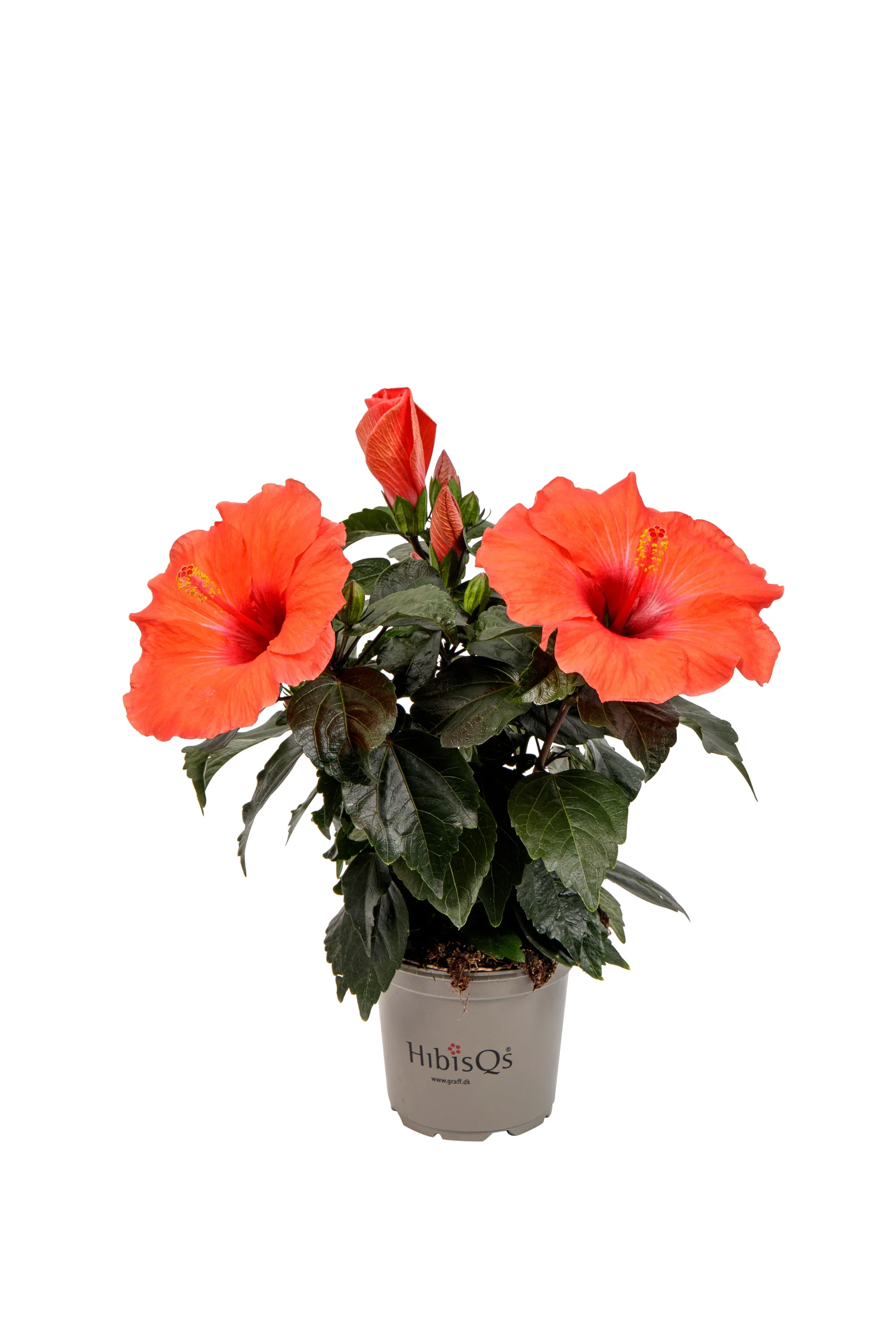 Hibiscus rosa-sinensis 'Adonicus' Hibiskus Petit Orange Plant Ø10 cm