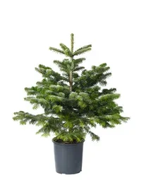 Abies nordmanniana Edelgran i potte Høyde 80 cm