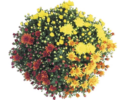 Chrysanthemum Chrysanthemum indicum 'Party Trio' Ø 20 cm pot assorti