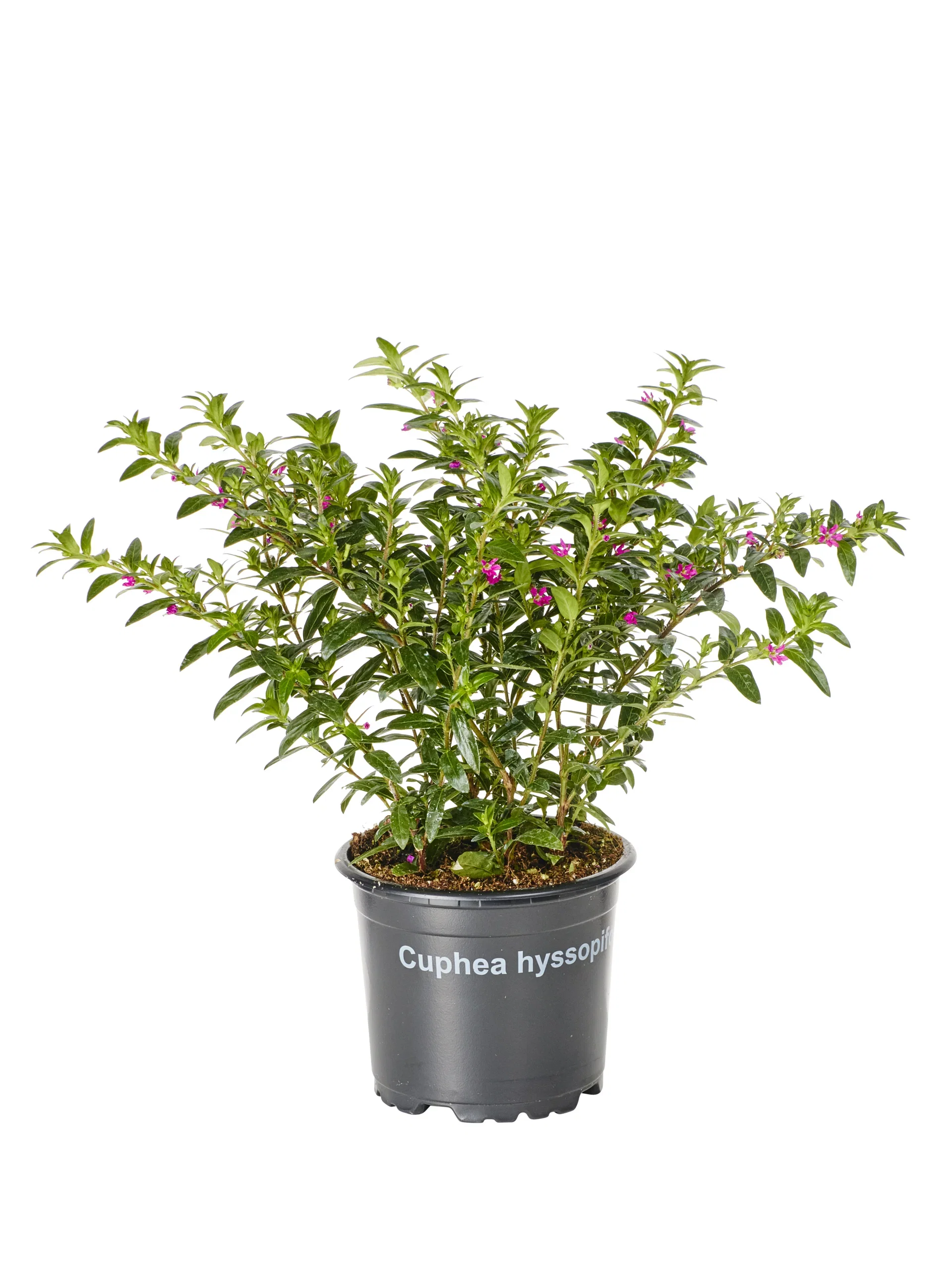 Cuphea hyssopifolia Purple 10,5 cm Japansk myrt Ø10,5 cm
