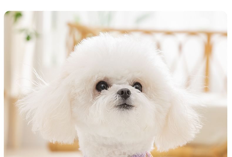 Cissilli - Gestreepte Pet Top