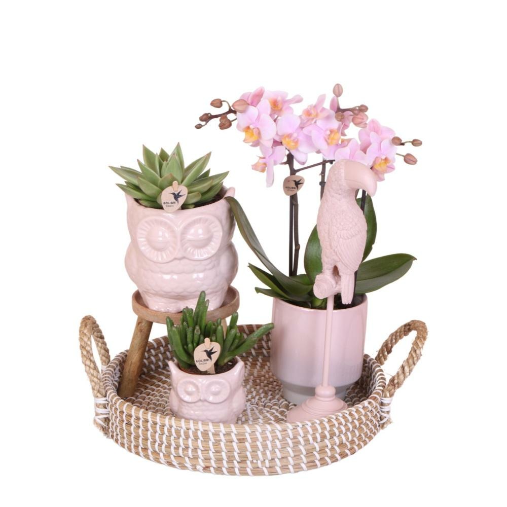 Ensemble de plantes Romance | Plantes vertes avec orchidée phalaenopsis rose, y compris pots décoratifs en céramique et accessoires
