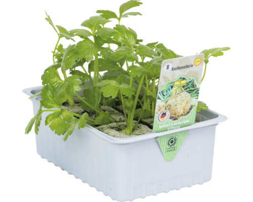Knolselderij 'Prinz' FloraSelf 6-pack