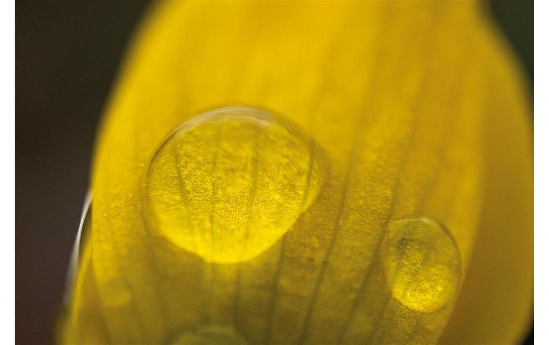 Festbrennweite Makro 60mm F/2.8 – Nikon F<br>Manuelles Makro-Objektiv