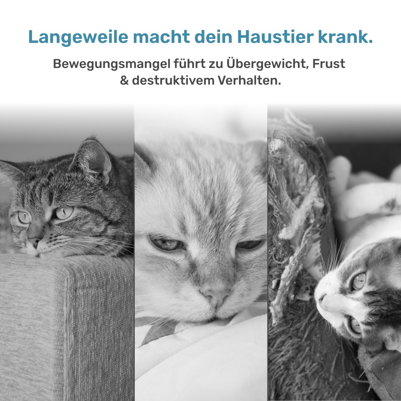 PetTec Interactive Toy Ball 1