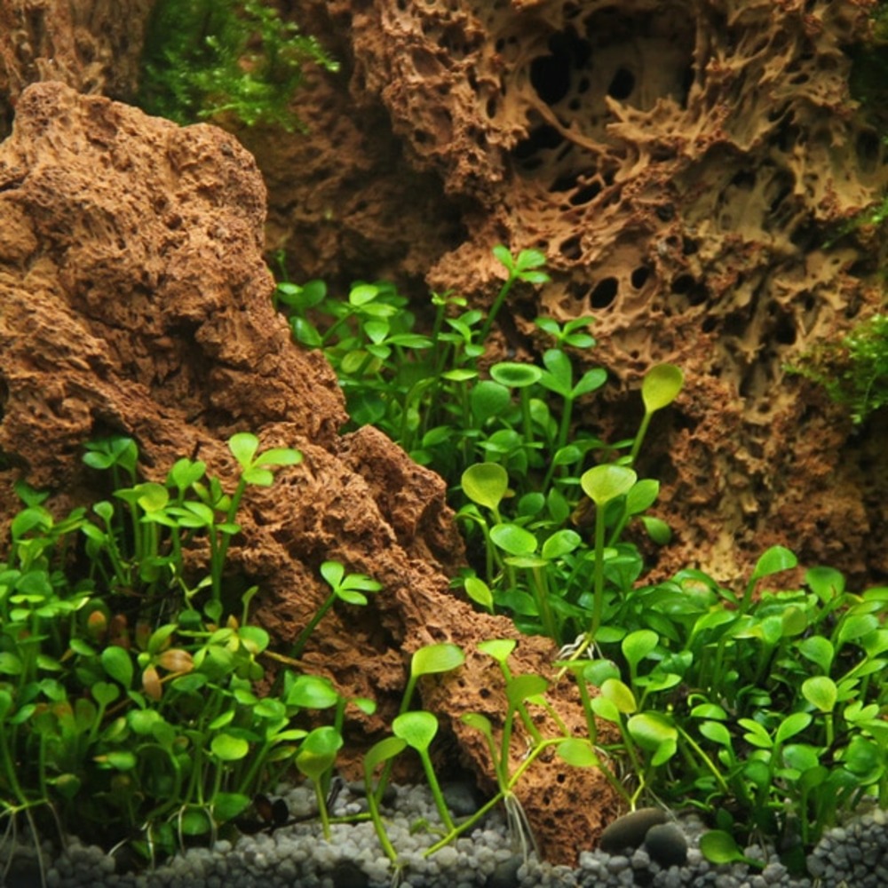 Marsilea hirsuta in vitro