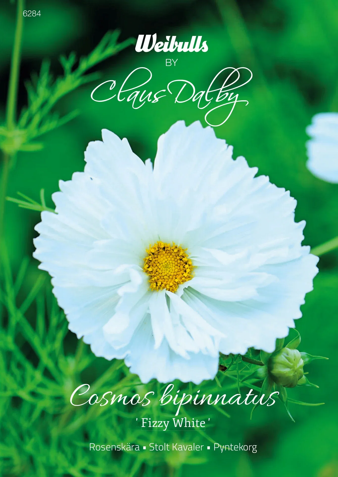 Cosmos bipinnatus 'Fizzy White' Rosenkrans 'Fizzy White'