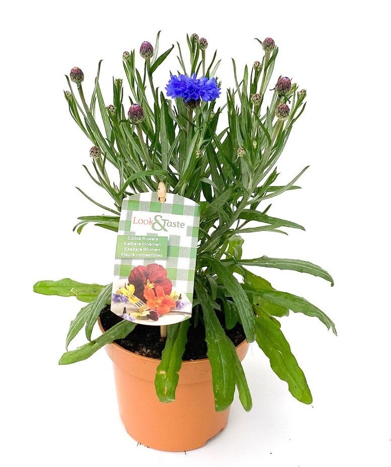 Look And Taste Korenbloem (Centaurea cyanus) D 12 H 22 cm