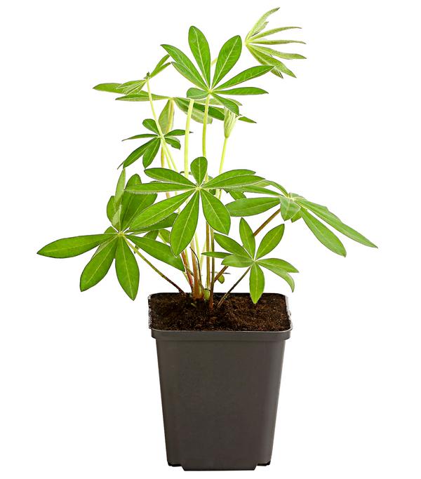 Bio Lupine, blau