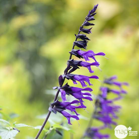 Salvia x Amistad Truffaut : C 3L