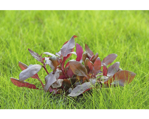 Lilac Parrot Leaf - Alternanthera reineckii Lilac In-Vitro