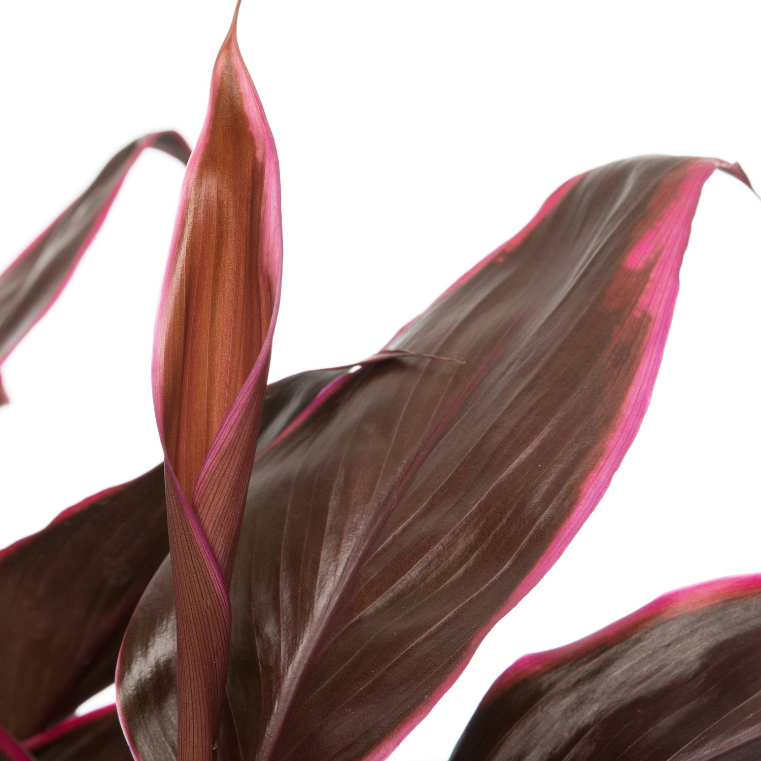 Geluksplant (Cordyline fruticosa 'Mambo') D 19 H 60 cm