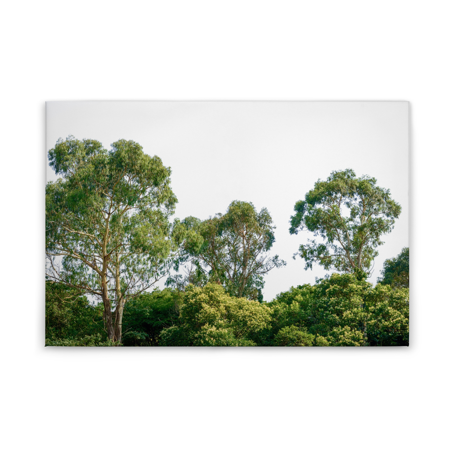 Leinwandbild BÄUMEN - grün - 90x60 cm