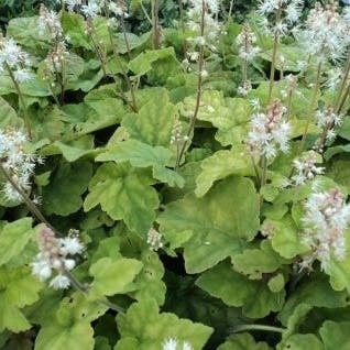 Schuimbloem (Tiarella wherryi) D 9 H 10 cm