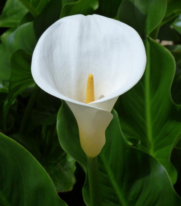 Äthiopische Calla