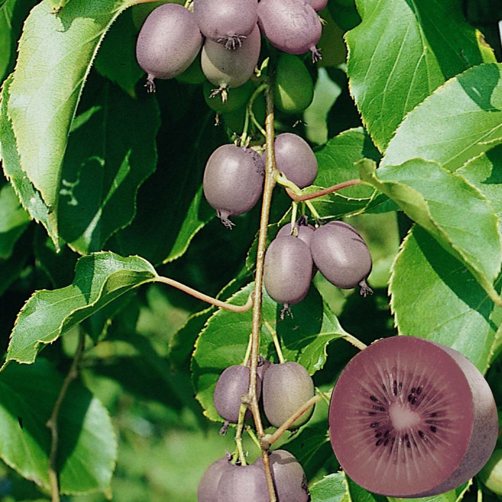 Kiwi de sibérie arguta ken's red (femelle)/actinidia arguta ken's red (femelle)[-]godet.