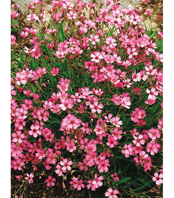 Bio Kriechendes Schleierkraut 'Rosea'