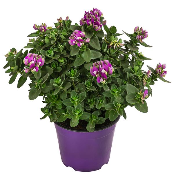 Kreuzblume 'Bibi Pink'