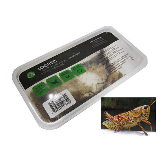 Criquets subadultes pour alimentation reptiles, 10 pièces