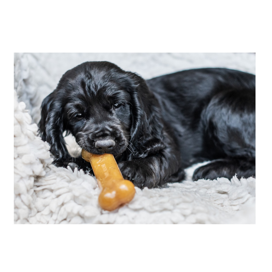 Mordedor Nylabone em formato de osso de galinha para filhotes