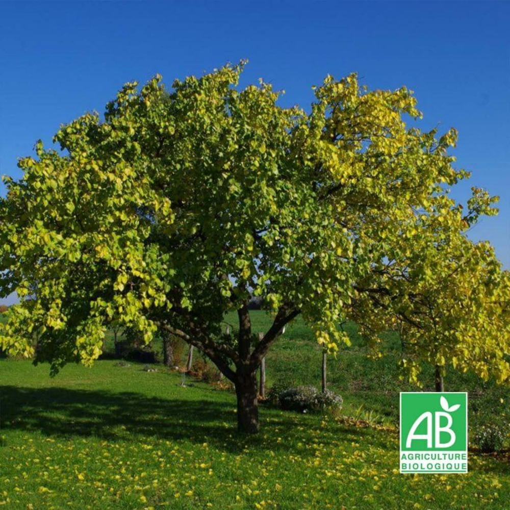 Abricotier 'bergeron' bio - scion de 100 à 150cm